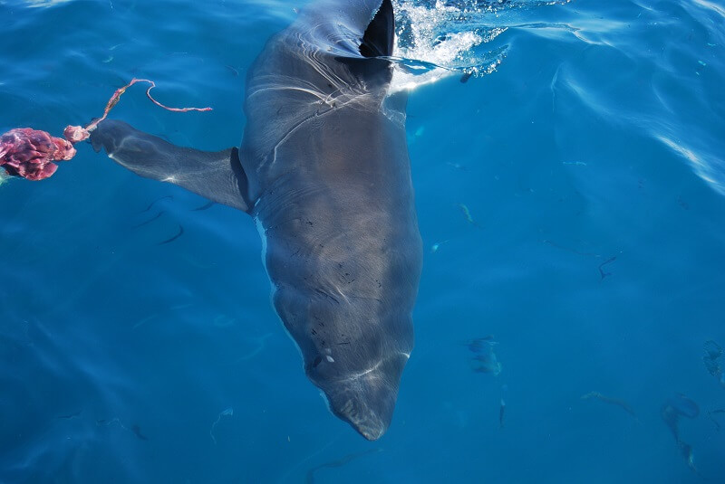Shark diving australia