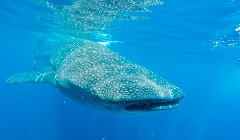 Swimming with Whale Sharks at Ningaloo Reef