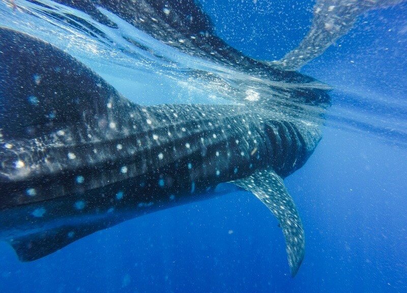 whalesharks exmouth tours